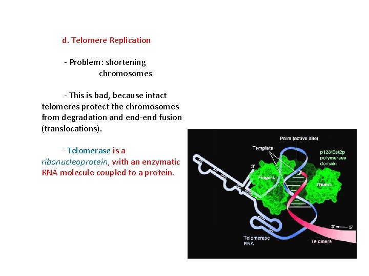 d. Telomere Replication - Problem: shortening chromosomes - This is bad, because intact telomeres