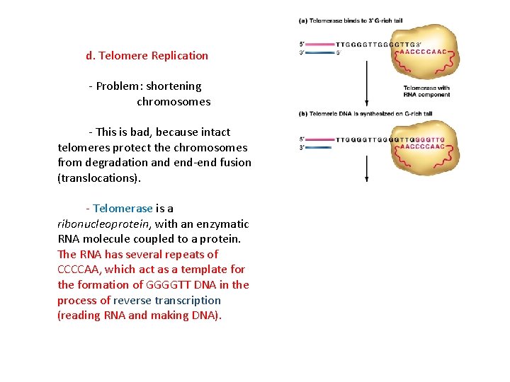 d. Telomere Replication - Problem: shortening chromosomes - This is bad, because intact telomeres