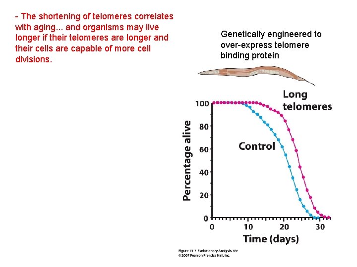- The shortening of telomeres correlates with aging. . . and organisms may live