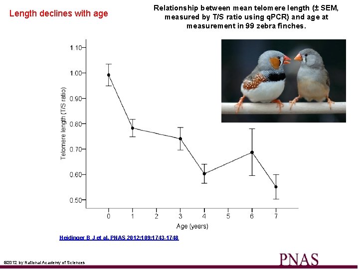 Length declines with age Relationship between mean telomere length (± SEM, measured by T/S