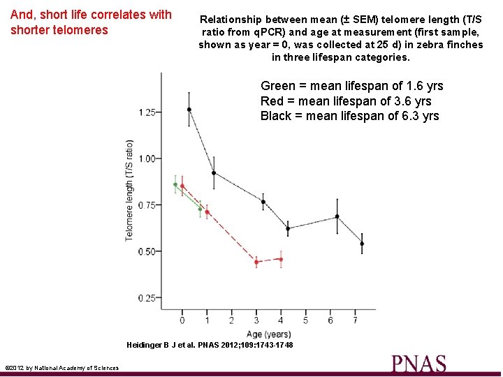 And, short life correlates with shorter telomeres Relationship between mean (± SEM) telomere length