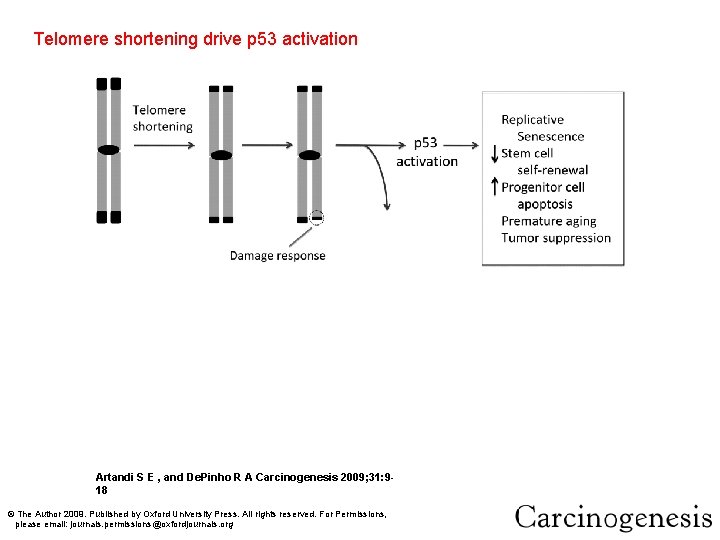 Telomere shortening activates p 53 activation and drives formation of epithelial cancers through gene