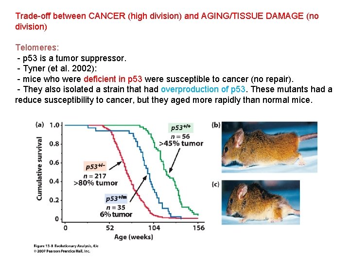 Trade-off between CANCER (high division) and AGING/TISSUE DAMAGE (no division) Telomeres: - p 53
