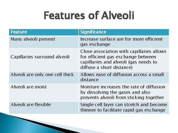 Features of Alveoli Feature Significance Many alveoli present Increase surface are for more efficient
