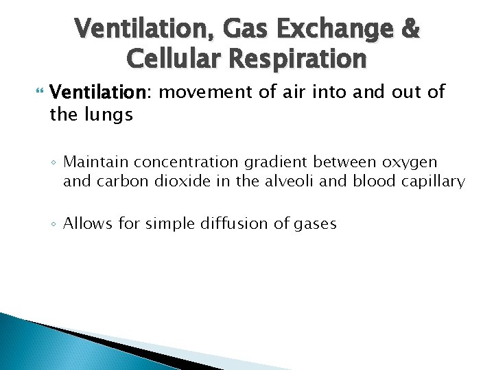 Ventilation, Gas Exchange & Cellular Respiration Ventilation: movement of air into and out of