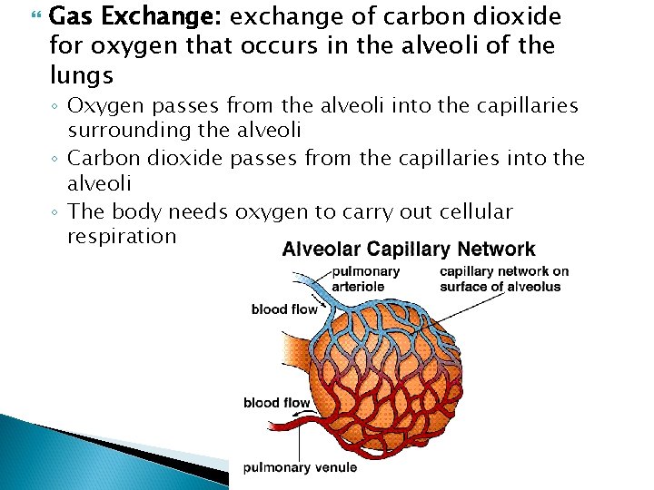  Gas Exchange: exchange of carbon dioxide for oxygen that occurs in the alveoli
