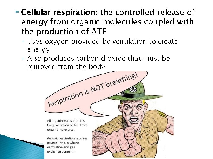  Cellular respiration: the controlled release of energy from organic molecules coupled with the
