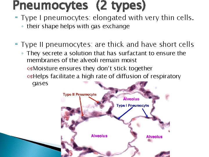 Pneumocytes (2 types) Type I pneumocytes: elongated with very thin cells. ◦ their shape