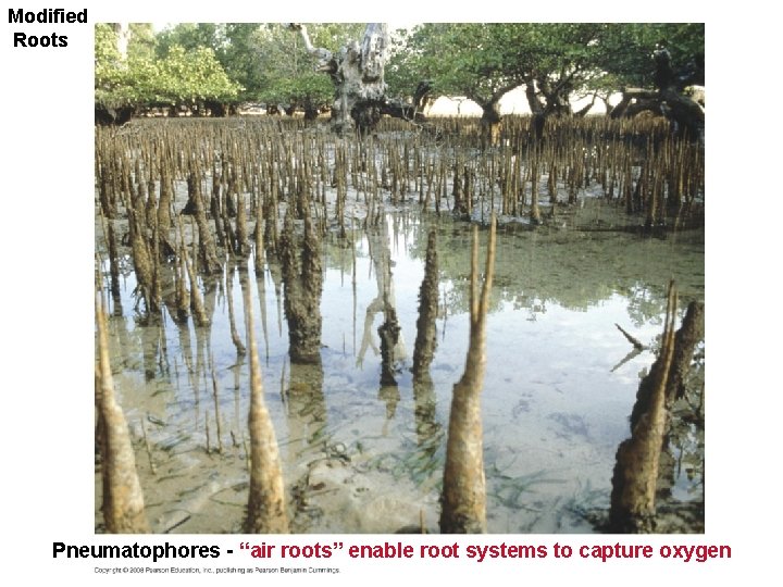 Modified Roots Pneumatophores - “air roots” enable root systems to capture oxygen 