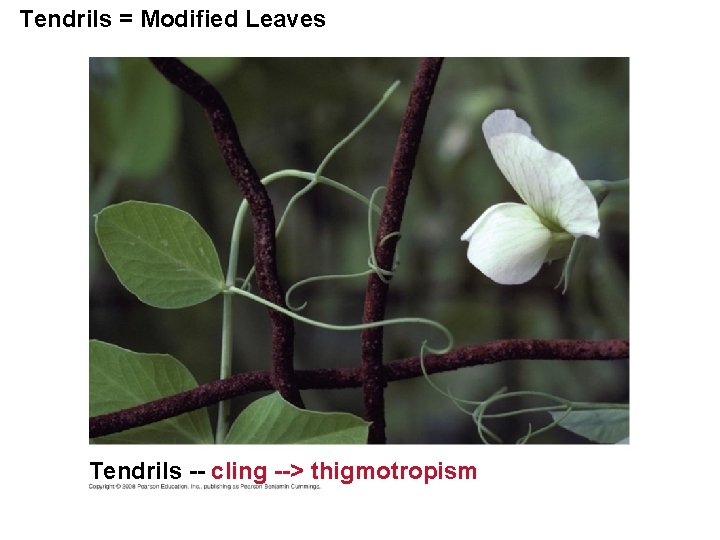 Tendrils = Modified Leaves Tendrils -- cling --> thigmotropism 