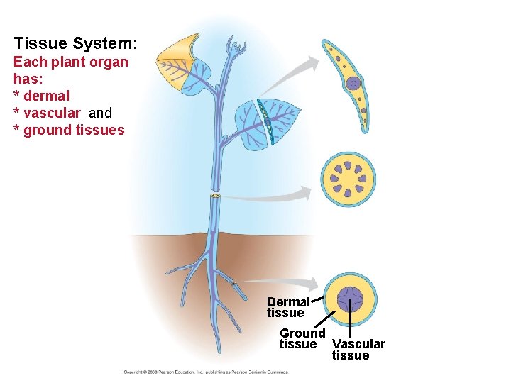 Tissue System: Each plant organ has: * dermal * vascular and * ground tissues