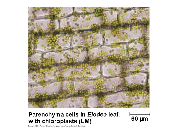 Parenchyma cells in Elodea leaf, with chloroplasts (LM) 60 µm 