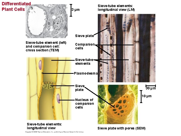 Differentiated Plant Cells Sieve-tube elements: longitudinal view (LM) 3 µm Sieve plate Sieve-tube element