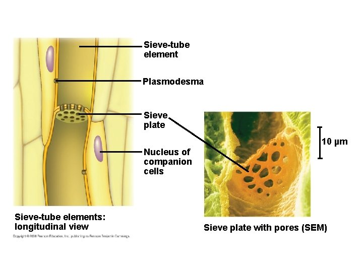 Sieve-tube element Plasmodesma Sieve plate 10 µm Nucleus of companion cells Sieve-tube elements: longitudinal