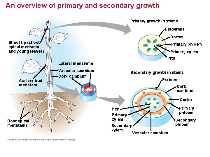 An overview of primary and secondary growth Primary growth in stems Epidermis Cortex Shoot