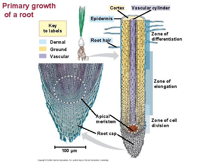 Primary growth of a root Cortex Vascular cylinder Epidermis Key to labels Dermal Root