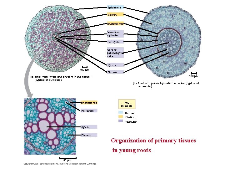 Epidermis Cortex Endodermis Vascular cylinder Pericycle Core of parenchyma cells Xylem 100 µm Phloem