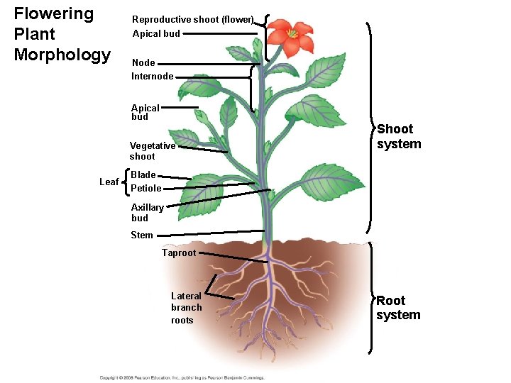 Flowering Plant Morphology Reproductive shoot (flower) Apical bud Node Internode Apical bud Vegetative shoot