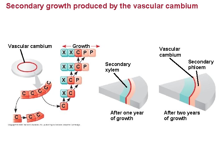 Secondary growth produced by the vascular cambium Vascular cambium Growth X X C P