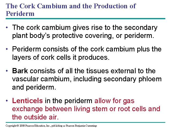 The Cork Cambium and the Production of Periderm • The cork cambium gives rise