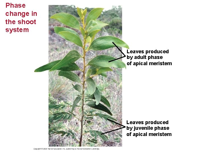 Phase change in the shoot system Leaves produced by adult phase of apical meristem