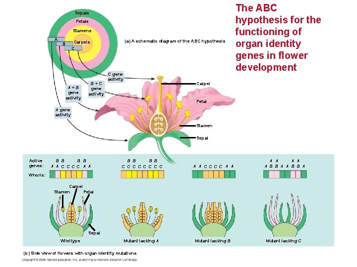 Sepals Petals Stamens A B (a) A schematic diagram of the ABC hypothesis Carpels