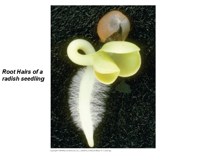 Root Hairs of a radish seedling 