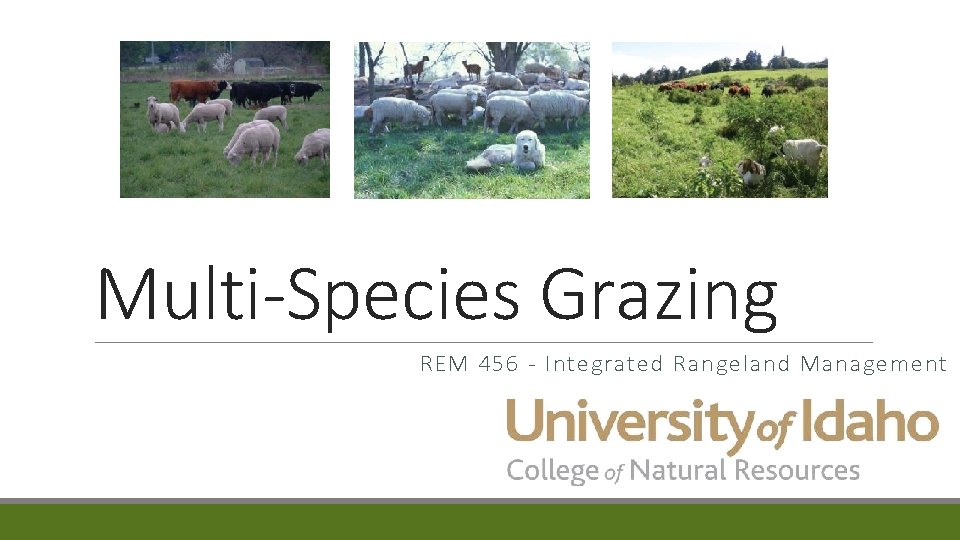 Multi-Species Grazing REM 456 - Integrated Rangeland Management 