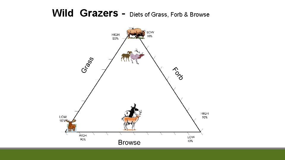 Wild Grazers - Diets of Grass, Forb & Browse 