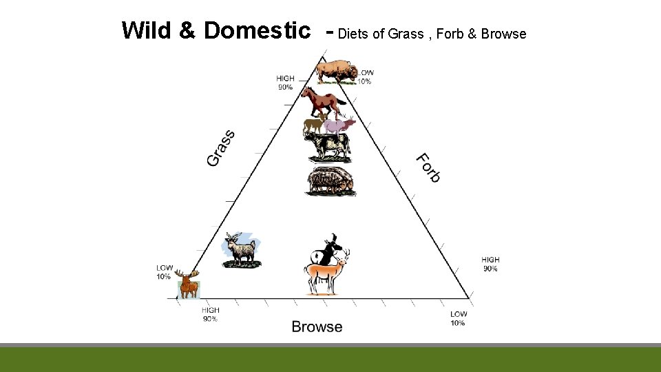 Wild & Domestic - Diets of Grass , Forb & Browse 