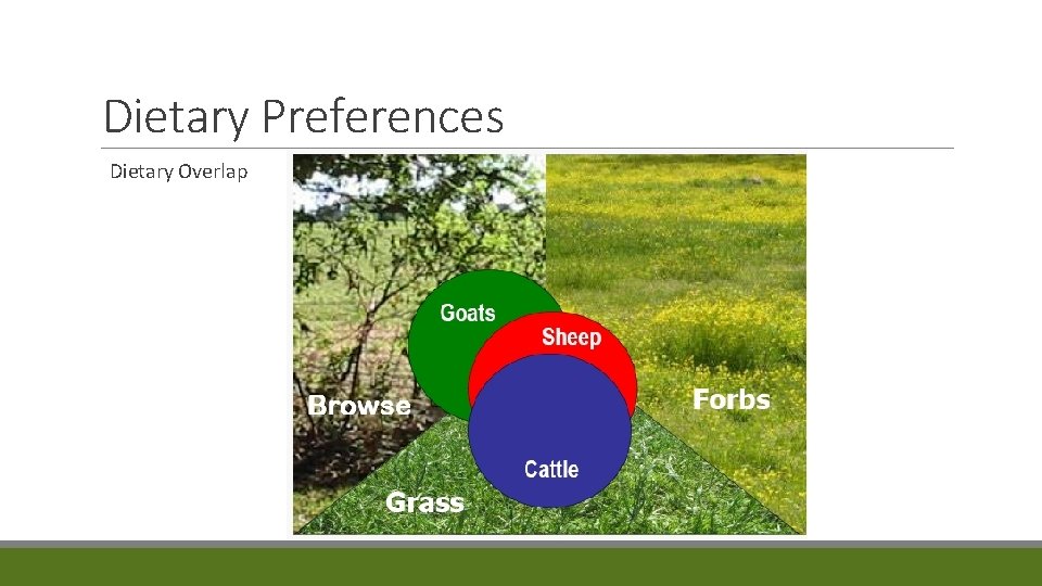 Dietary Preferences Dietary Overlap 