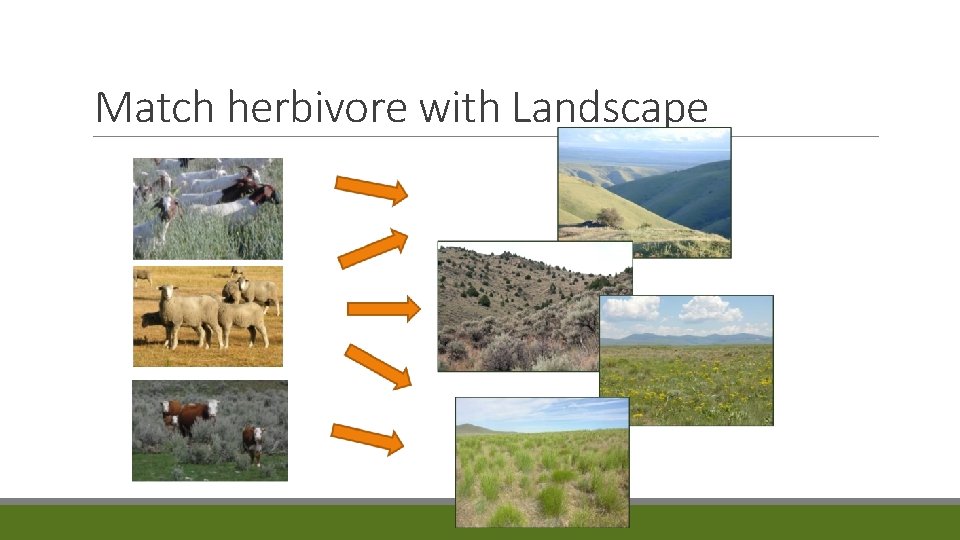 Match herbivore with Landscape 