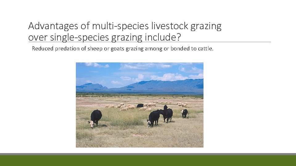 Advantages of multi-species livestock grazing over single-species grazing include? Reduced predation of sheep or