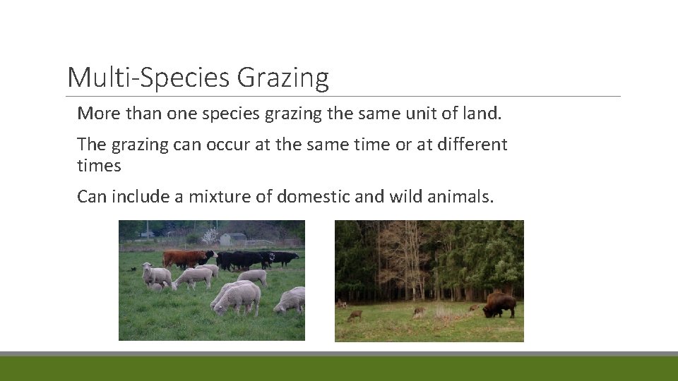 Multi-Species Grazing More than one species grazing the same unit of land. The grazing