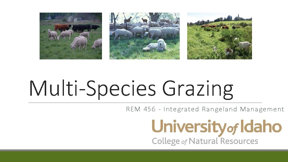 Multi-Species Grazing REM 456 - Integrated Rangeland Management 