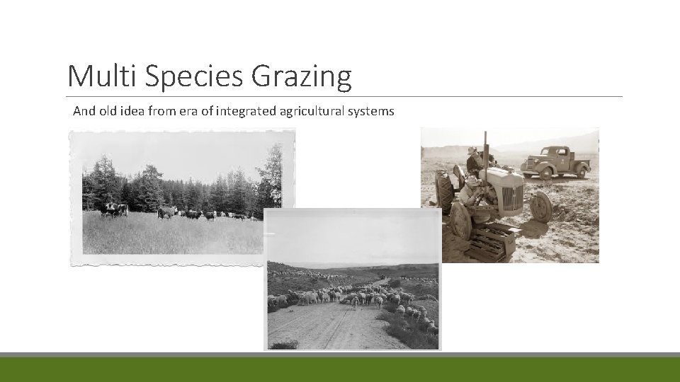 Multi Species Grazing And old idea from era of integrated agricultural systems 