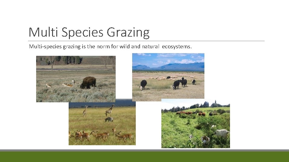 Multi Species Grazing Multi-species grazing is the norm for wild and natural ecosystems. 