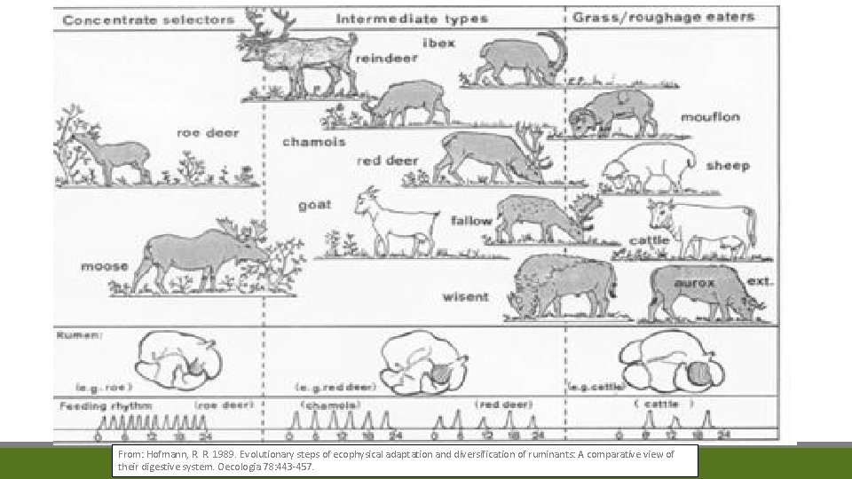 From: Hofmann, R. R. 1989. Evolutionary steps of ecophysical adaptation and diversification of ruminants: