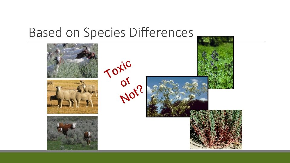 Based on Species Differences c i x o T r o ? t o