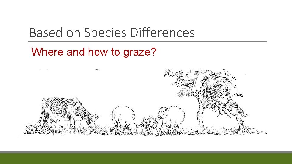 Based on Species Differences Where and how to graze? 