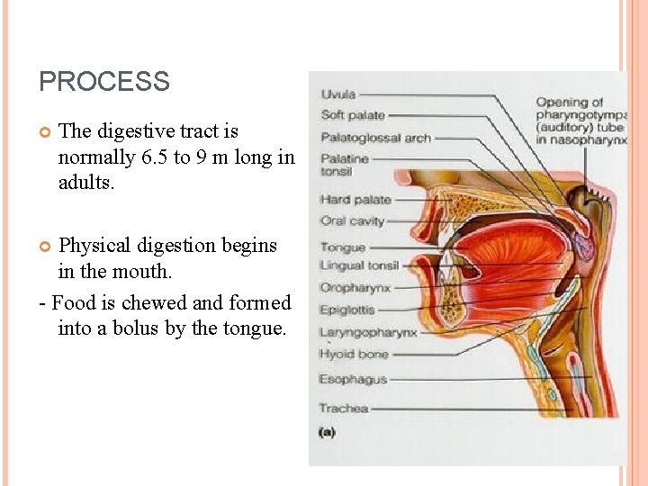 PROCESS The digestive tract is normally 6. 5 to 9 m long in adults.