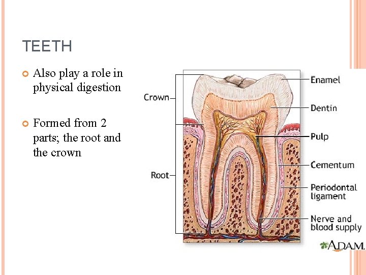 TEETH Also play a role in physical digestion Formed from 2 parts; the root