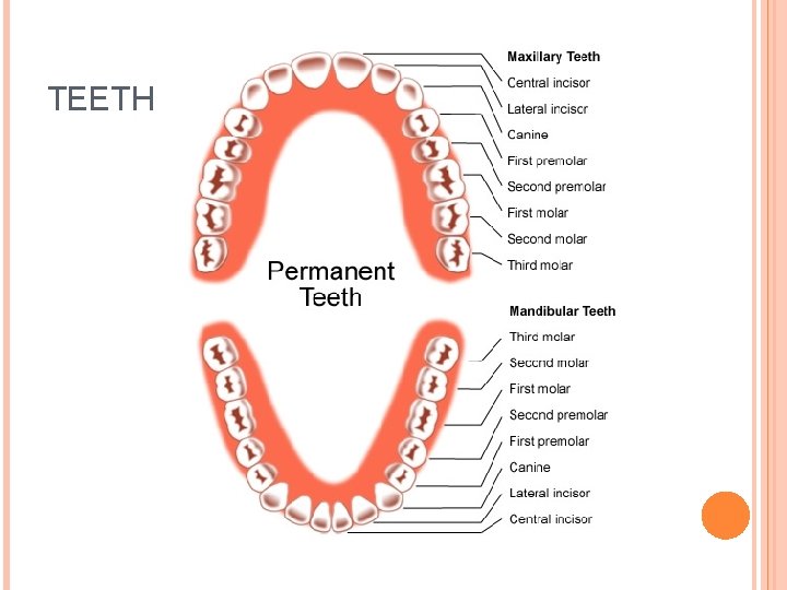 TEETH 