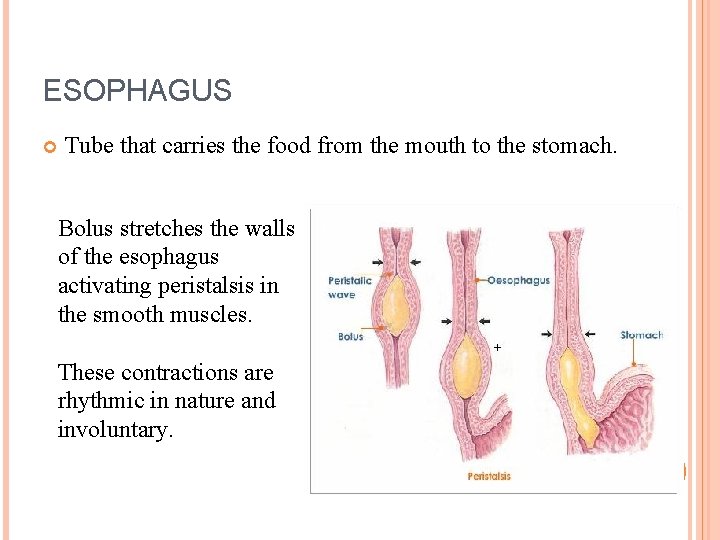 ESOPHAGUS Tube that carries the food from the mouth to the stomach. Bolus stretches