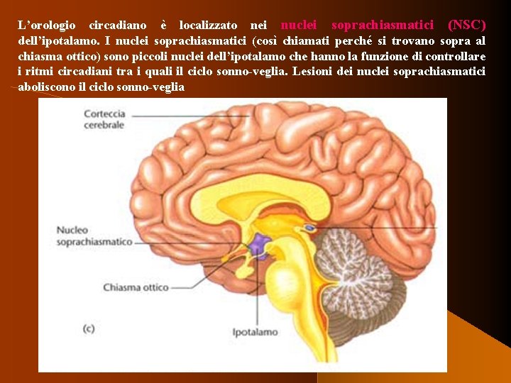 L’orologio circadiano è localizzato nei nuclei soprachiasmatici (NSC) dell’ipotalamo. I nuclei soprachiasmatici (così chiamati