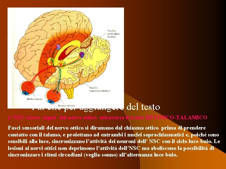 Fai clic per aggiungere del testo L’NSC riceve input dal nervo ottico attraverso il