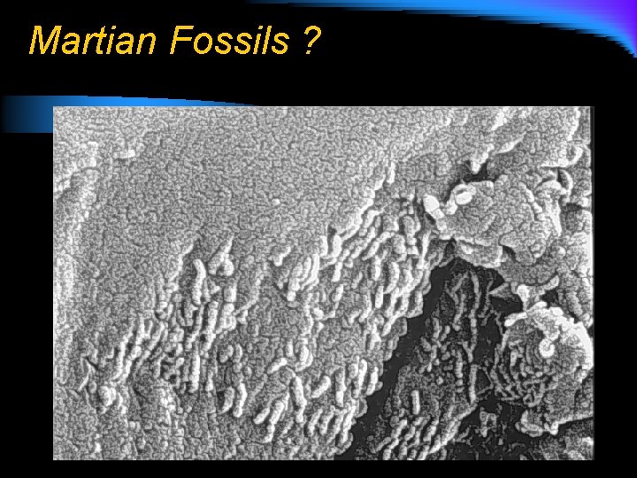 Martian Fossils ? 