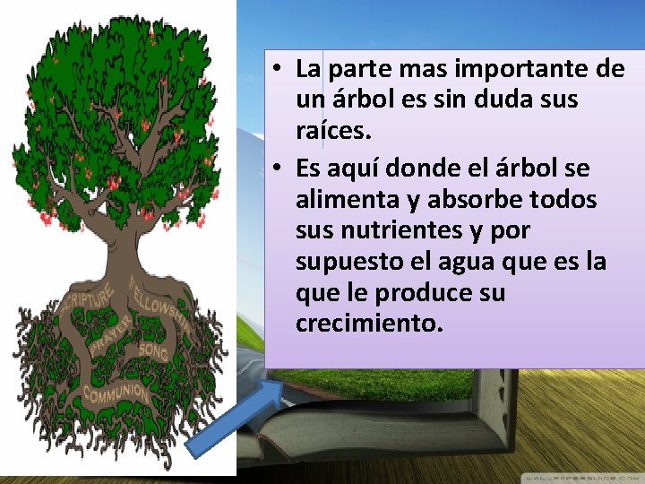  • La parte mas importante de un árbol es sin duda sus raíces.