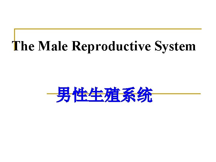 The Male Reproductive System 男性生殖系统 