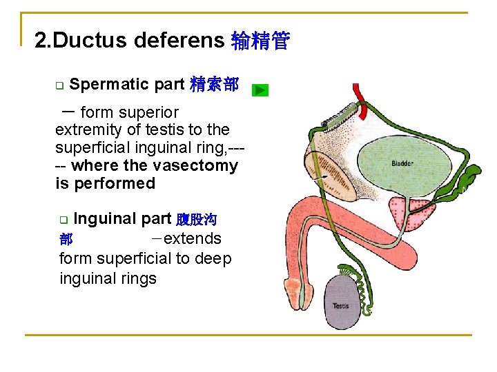 2. Ductus deferens 输精管 q Spermatic part 精索部 － form superior extremity of testis